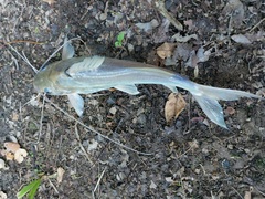 Pimelodus blochii