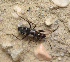 Slaterobius insignis