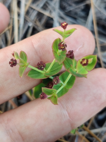 Image of Euphorbia telephioides by (c) Scott Allen Davis, some rights reserved (CC BY)