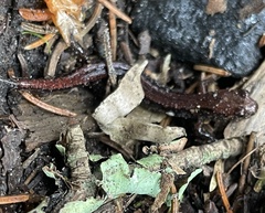 Desmognathus carolinensis