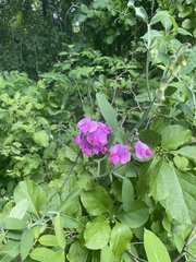 Lathyrus latifolius
