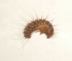 Bostrichoidea