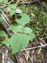 Ageratina roanensis