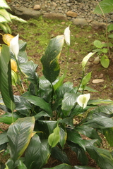 Spathiphyllum wallisii