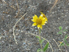 Helianthus exilis