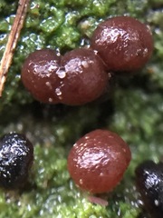 Micarea prasina