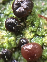Micarea prasina