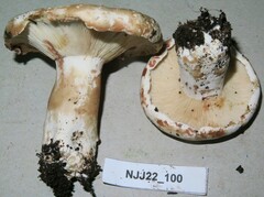Russula polyphylla