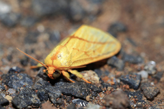 Pseudalus