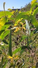Acacia tumida