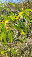 Acacia tumida