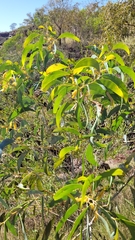 Acacia tumida