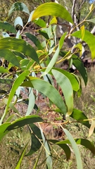 Acacia tumida