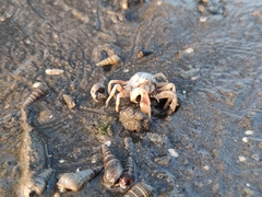 Mictyris brevidactylus
