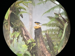 Euphonia xanthogaster