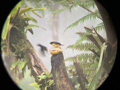 Euphonia xanthogaster