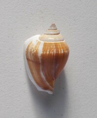 Laevistrombus canarium