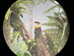 Euphonia xanthogaster
