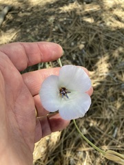 Calochortus invenustus