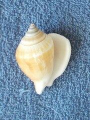 Laevistrombus canarium