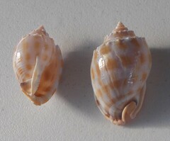 Phalium bandatum