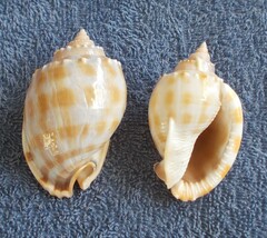 Phalium bandatum