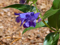 Penstemon glaber