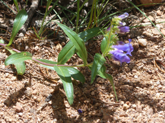 Penstemon glaber