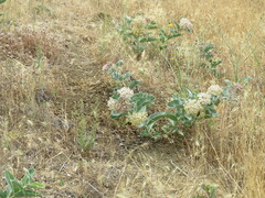 Asclepias eriocarpa