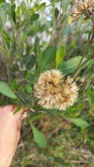 Symphyopappus casarettoi