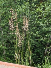 Sorghinae