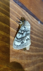 Dendrolimus superans