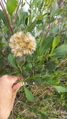 Symphyopappus casarettoi