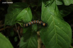 Dysschema leucophaea