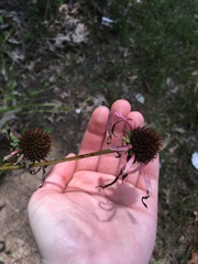 Echinacea laevigata