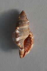 Monoplex pilearis
