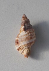 Monoplex pilearis