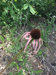 Echinacea laevigata