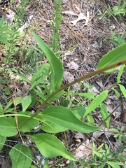 Echinacea laevigata