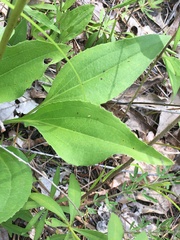 Echinacea laevigata