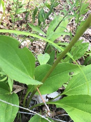 Echinacea laevigata