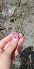 Clarkia gracilis gracilis