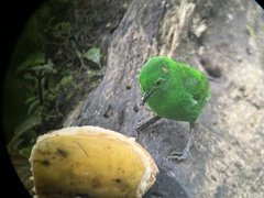 Chlorochrysa phoenicotis