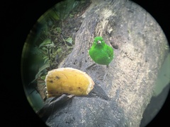 Chlorochrysa phoenicotis