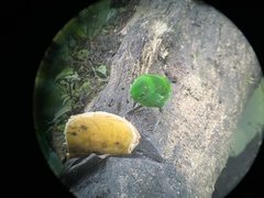 Chlorochrysa phoenicotis