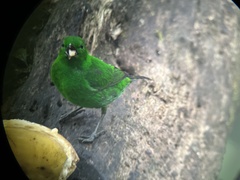 Chlorochrysa phoenicotis