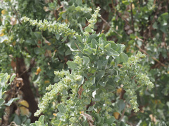 Atriplex vestita