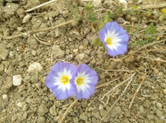 Convolvulus tricolor
