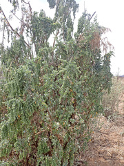 Atriplex vestita