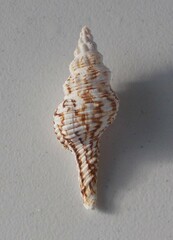 Marmorofusus nicobaricus